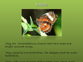 Butterfly

They are holometabolous insects that have large and
bright coloured wings.
They comprise true butterflies, the skippers and the mothbutterflies.

 