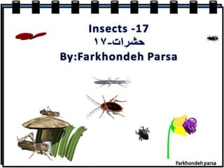 Insect 17