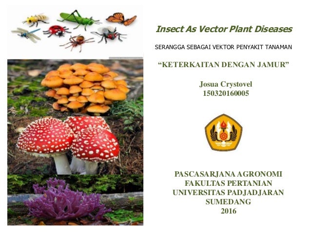 SERANGGA VEKTOR PENYAKIT TANAMAN