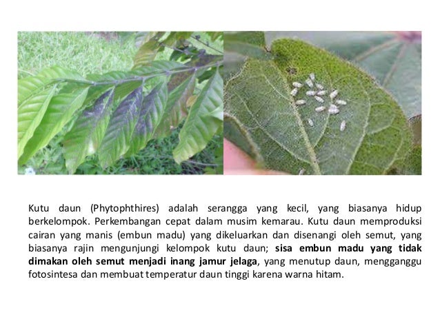 Dapatkan Inspirasi Untuk Gambar Vektor Tanaman - Bunga Hias