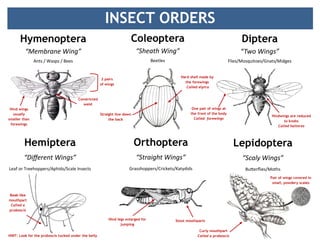 INSECT ORDERS
Diptera
“Two Wings”
Flies/Mosquitoes/Gnats/Midges
Hymenoptera
“Membrane Wing”
Ants / Wasps / Bees
Orthoptera
“Straight Wings”
Grasshoppers/Crickets/Katydids
Coleoptera
“Sheath Wing”
Beetles
Hind wings
usually
smaller than
forewings
Constricted
waist
2 pairs
of wings
Straight line down
the back
Hard shell made by
the forewings
Called elytra
Lepidoptera
“Scaly Wings”
Butterflies/Moths
Hemiptera
“Different Wings”
Leaf or Treehoppers/Aphids/Scale Insects
Beak-like
mouthpart
Called a
proboscis
HINT: Look for the proboscis tucked under the belly
Hindwings are reduced
to knobs
Called halteres
One pair of wings at
the front of the body
Called forewings
Curly mouthpart
Called a proboscis
Pair of wings covered in
small, powdery scales
Hind legs enlarged for
jumping
Stout mouthparts
 