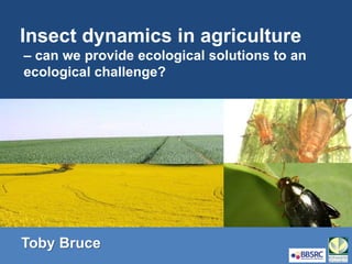 Insect dynamics in agriculture
– can we provide ecological solutions to an
ecological challenge?
Toby Bruce
 
