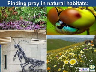 Finding prey in natural habitats:
Insects have evolved
remarkable sensory abilities
 