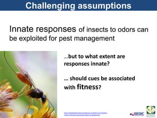 Challenging assumptions
Innate responses of insects to odors can
be exploited for pest management
…but to what extent are
responses innate?
… should cues be associated
with fitness?
https://thelifeofyourtime.wordpress.com/2011/11/13/plant-
insect-interaction-parasitoid-wasps-on-goldenrod/
 