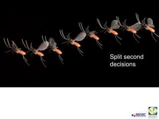 Split second
decisions
 