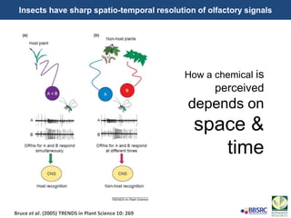 Insects have sharp spatio-temporal resolution of olfactory signals
How a chemical is
perceived
depends on
space &
time
Bruce et al. (2005) TRENDS in Plant Science 10: 269
 