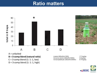 *
A = unbaited
B = 3-comp blend (natural ratio)
C = 3-comp blend (1: 1: 1, low)
D = 3-comp blend (1: 1: 1, high)
Linalool (600ul/thin/100G) 17.7mg/day
Cinnamyl alcohol (500ul/thin/500G) 0.4mg/day
Cinnamylaldehyde (300ul/thin/2000G) 0.77mg/day
Ratio matters
 