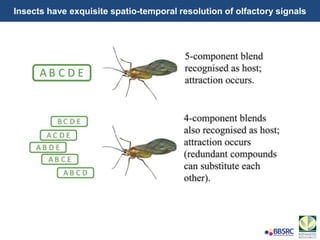 Insects have exquisite spatio-temporal resolution of olfactory signals
 