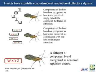 Insects have exquisite spatio-temporal resolution of olfactory signals
Bruce & Pickett (2011) Phytochem. 72:
1605
 