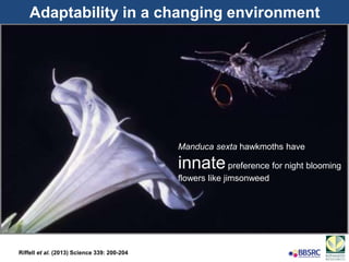 Riffell et al. (2013) Science 339: 200-204
Adaptability in a changing environment
Manduca sexta hawkmoths have
innatepreference for night blooming
flowers like jimsonweed
 