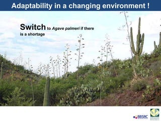 Adaptability in a changing environment !
Switchto Agave palmeri if there
is a shortage
 