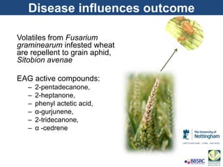 Disease influences outcome
Volatiles from Fusarium
graminearum infested wheat
are repellent to grain aphid,
Sitobion avenae
EAG active compounds:
– 2-pentadecanone,
– 2-heptanone,
– phenyl actetic acid,
– α-gurjunene,
– 2-tridecanone,
– α -cedrene
 