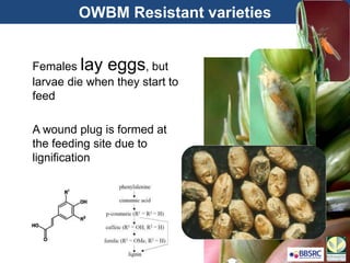 OWBM Resistant varieties
Females lay eggs, but
larvae die when they start to
feed
A wound plug is formed at
the feeding site due to
lignification
 