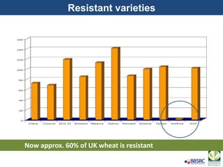 Resistant varieties
Now approx. 60% of UK wheat is resistant
 