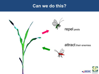 Can we do this?
repel pests
attract their enemies
 