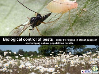 Biological control of pests - either by release in glasshouses or
encouraging natural populations outside.
 