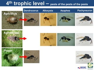 Aphidius
Aphelinus
Dendrocerus Alloxysta PachyneuronAsaphes
Praon
4th trophic level – pests of the pests of the pests
 
