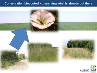 Conservation biocontrol - preserving what is already out there
 