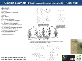 1= (E)-ß-ocimene;
2= α-terpinolene;
3= β-caryophyllene;
4= humulene;
5= (E)-4,8-dimethyl-1,3,7-nonatriene;
6= α-cedrene;
7= hexanal;
8= (E)-2-hexenal;
9= (Z)-3-hexen-1-ol;
10= (Z)-3-hexen-1-yl acetate ;
11= 5,7,2′,4′-tetrahydroxy-6-(3-methylbut-2-
enyl)isoflavanone (uncinanone A);
12= 4′′,5′′-dihydro-5,2′,4′-trihydroxy-5′′-
isopropenylfurano-(2′′,3′′;7,6)-isoflavanone
(uncinanone B);
13= 4′′,5′′-dihydro-2′-methoxy-5,4′-dihydroxy-
5′′-isopropenylfurano-(2′′,3′′;7,6)-
isoflavanone (uncinanone C), and
14= di-C-glycosylflavone 6-C-α-L-
arabinopyranosyl-8-C-β-D-
glucopyranosylapigenin.
Khan et al. (1997) Nature 388: 631-632
Khan et al. (2010) J. Exp. Bot. 61: 4185
Classic example: Effective recruitment of biocontrol in Push-pull
 