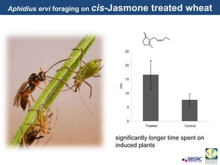 significantly longer time spent on
induced plants
0
5
10
15
20
25
Treated Control
min
O
Aphidius ervi foraging on cis-Jasmone treated wheat
 