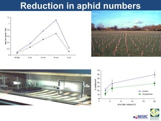 Reduction in aphid numbers
0
0.2
0.4
0.6
0.8
1
1.2
28-May 8-Jun 16-Jun 24-Jun 6-Jul
MeanNo.Aphids/Tiller
0
10
20
30
40
50
60
70
-1 4 9 14 19 24
time after release (h)
%settlement
control
cis-jasmone
 
