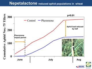 0
50
100
150
200
250
300
20-
Jun
27-
Jun
04-
Jul
11-
Jul
18-
Jul
25-
Jul
01-
Aug
CumulativeAphidNos.-75Tillers
Control Pheromone
Pheromone
impact period
Aphid load reduced
by half
0
50
100
150
200
250
300
20-
Jun
27-
Jun
04-
Jul
11-
Jul
18-
Jul
25-
Jul
01-
Aug
CumulativeAphidNos.-75Tillers
Control Pheromone
Aphid load reduced
by half
Pheromone
impact period
June July Aug
p<0.01
Nepetalactone reduced aphid populations in wheat
 