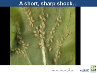 A short, sharp shock…
 