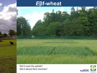 Eβf-wheat
Did it scare the aphids?
Did it attract their enemies?
 