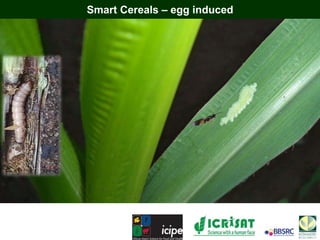 Smart Cereals – egg induced
 