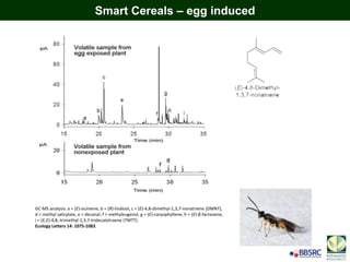 GC-MS analysis: a = (E)-ocimene, b = (R)-linalool, c = (E)-4,8-dimethyl-1,3,7-nonatriene (DMNT),
d = methyl salicylate, e = decanal, f = methyleugenol, g = (E)-caryophyllene, h = (E)-β-farnesene,
i = (E,E)-4,8,-trimethyl-1,3,7-tridecatetraene (TMTT).
Ecology Letters 14: 1075-1083.
Smart Cereals – egg induced
 