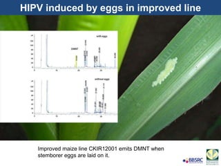 Improved maize line CKIR12001 emits DMNT when
stemborer eggs are laid on it.
HIPV induced by eggs in improved line
 