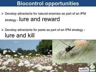 Biocontrol opportunities
 Develop attractants for natural enemies as part of an IPM
strategy - lure and reward
 Develop attractants for pests as part of an IPM strategy -
lure and kill
 
