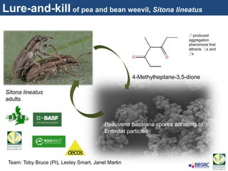 4-Methylheptane-3,5-dione
Beauveria bassiana spores adhering to
Entostat particles
Sitona lineatus
adults
♂ produced
aggregation
pheromone that
attracts ♀s and
♂s
Team: Toby Bruce (PI), Lesley Smart, Janet Martin
Lure-and-kill of pea and bean weevil, Sitona lineatus
 