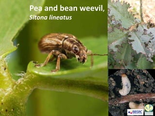 Pea and bean weevil,
Sitona lineatus
 