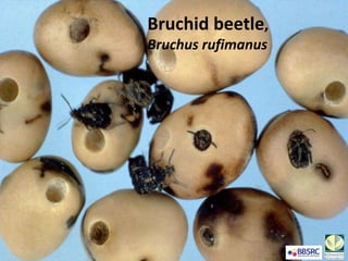 Bruchid beetle,
Bruchus rufimanus
 