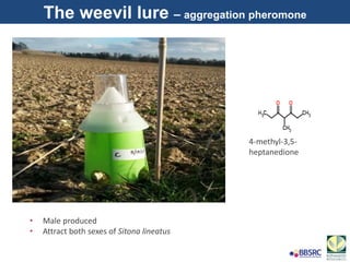 4-methyl-3,5-
heptanedione
The weevil lure – aggregation pheromone
• Male produced
• Attract both sexes of Sitona lineatus
 