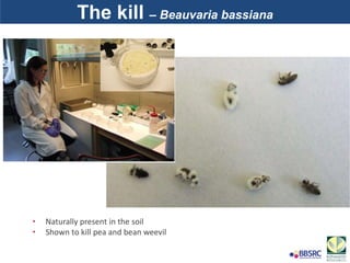 The kill – Beauvaria bassiana
• Naturally present in the soil
• Shown to kill pea and bean weevil
 