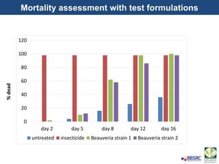0
20
40
60
80
100
120
day 2 day 5 day 8 day 12 day 16
untreated insecticide Beauveria strain 1 Beauveria strain 2
%dead Mortality assessment with test formulations
 