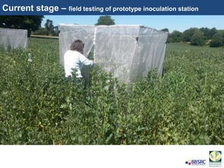 Current stage – field testing of prototype inoculation station
 