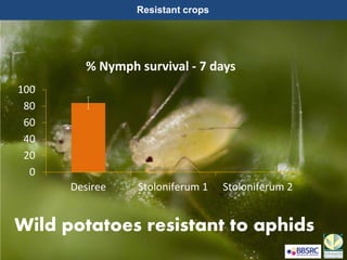 Wild potatoes resistant to aphids
0
20
40
60
80
100
Desiree Stoloniferum 1 Stoloniferum 2
% Nymph survival - 7 days
Resistant crops
 
