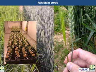 Resistant crops
 