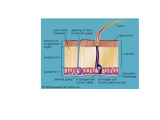 Insect-integument (exoskeleton) cuticle.pptx