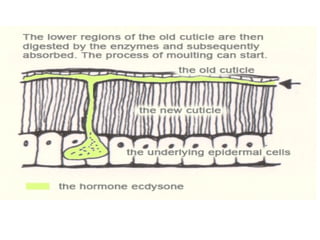 Insect-integument (exoskeleton) cuticle.pptx