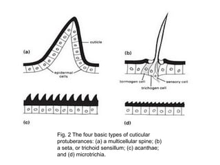 Insect-integument (exoskeleton) cuticle.pptx