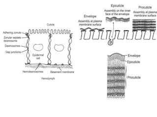 Insect-integument (exoskeleton) cuticle.pptx