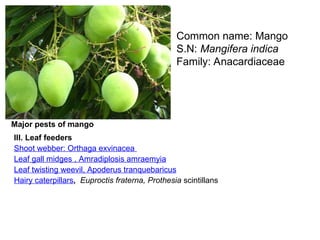 Mandragappa Insect insect-pest of fruits, vegetables and other crops.ppt