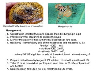 Mango Insect Trap insect-pest of fruits, vegetables and other crops.ppt