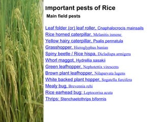 insect-pest of fruits, vegetables and other crops.ppt