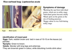 insect-pest of fruits, vegetables and other crops.ppt