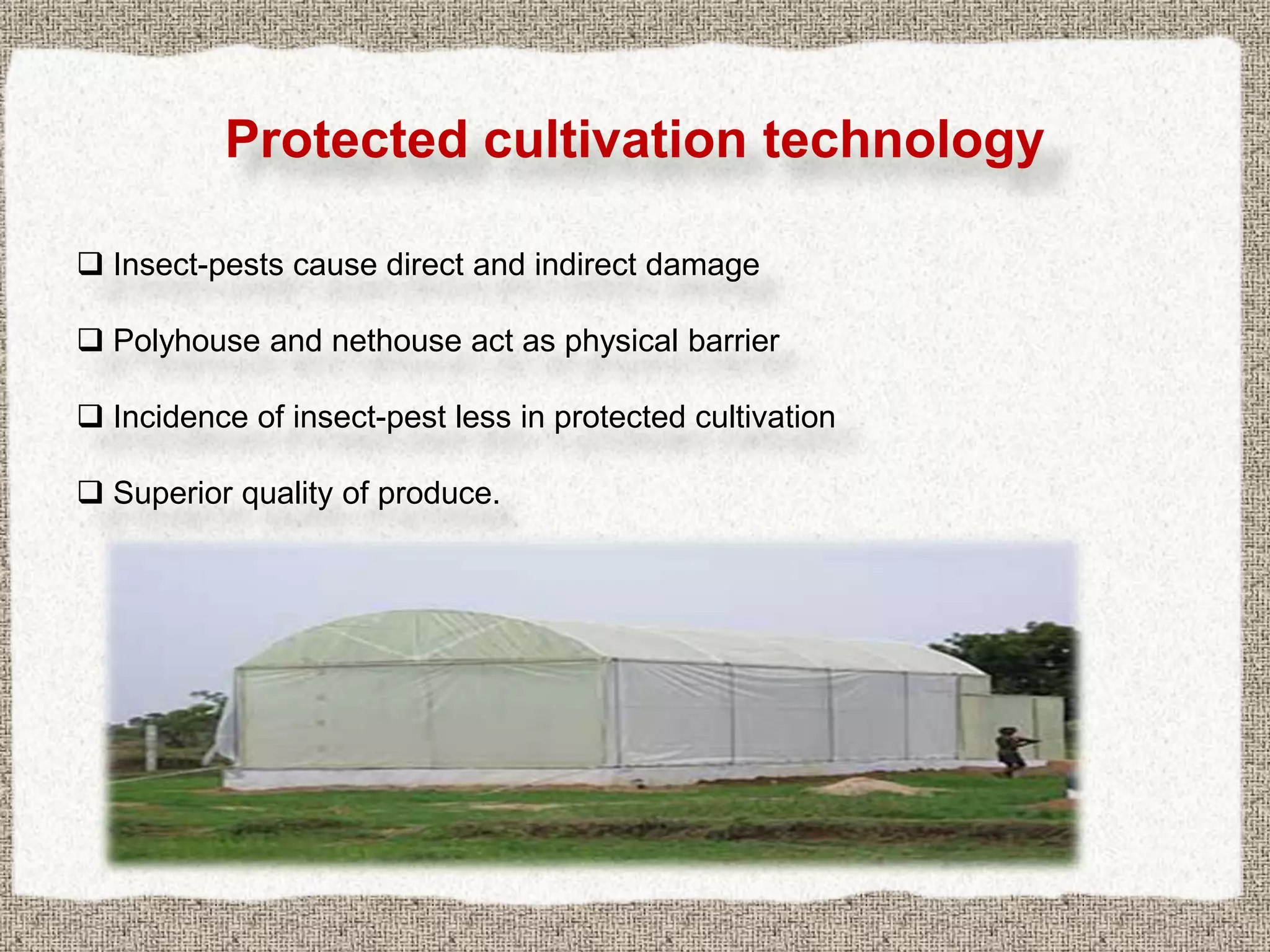 Insect pest management in vegetable crops | PPTX